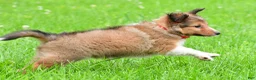 Shetland Sheepdog dogs for sale: Karma - Ad 14