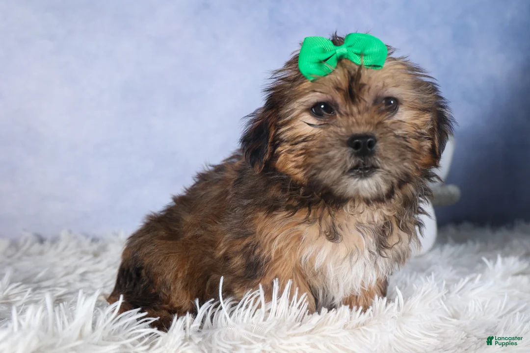 Shorkie dogs for sale: JAMIE - Ad 8