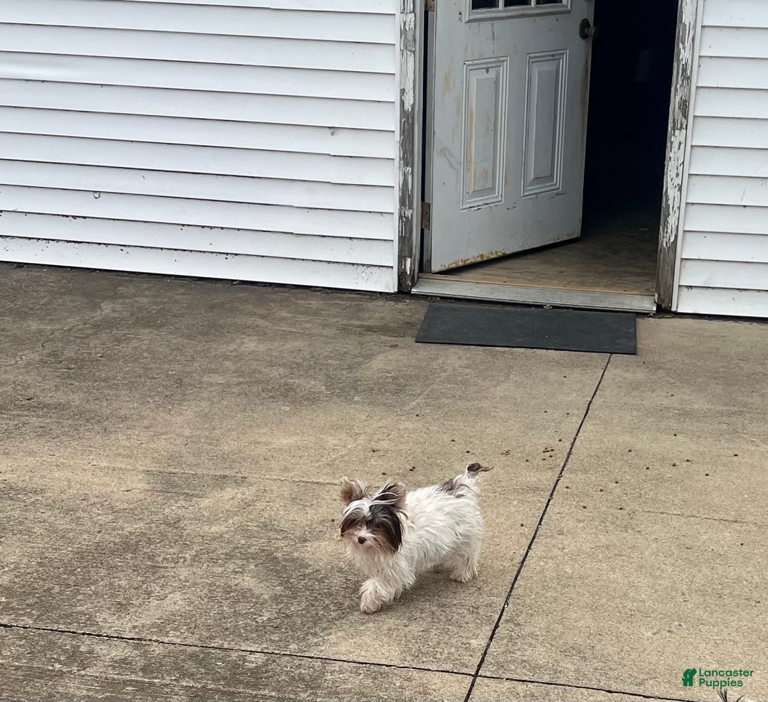 Yorkshire Terrier dogs for sale: Black Female - Ad 5