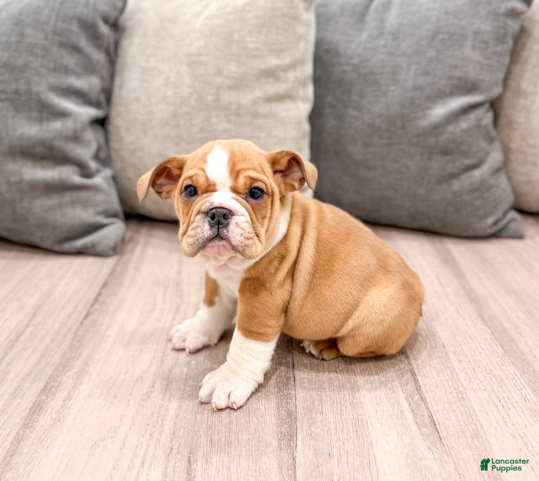 Mixed Breed dogs for sale: Bella - Ad 4