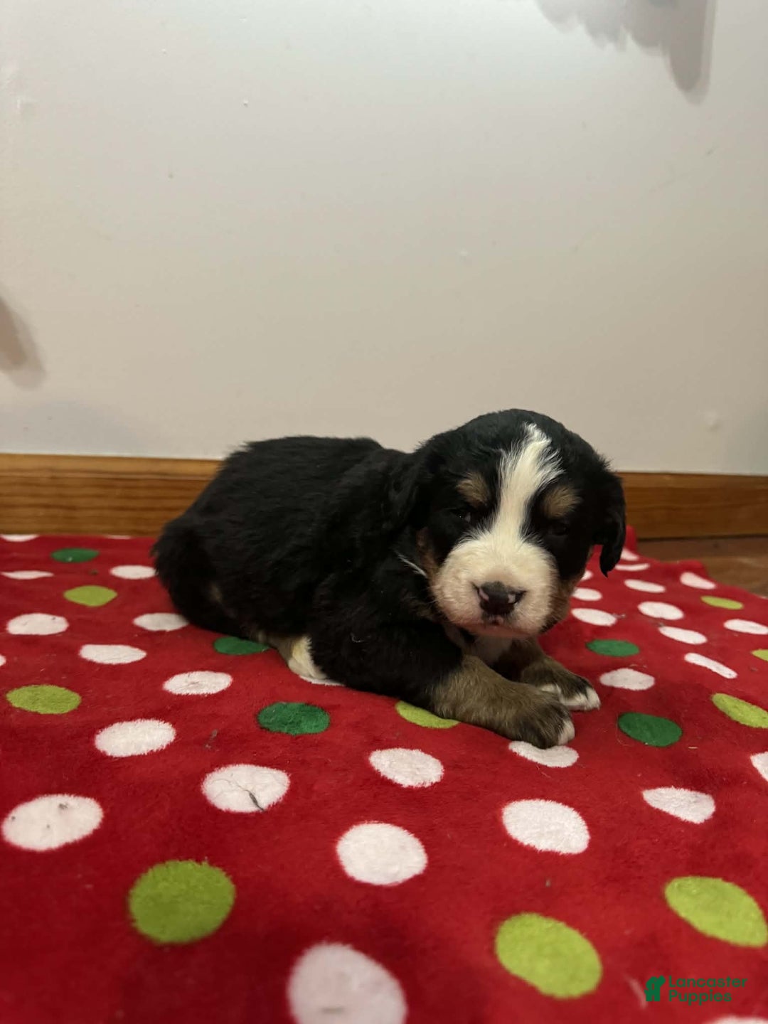 Bernese Mountain Dog dogs for sale: Berry - Ad 1