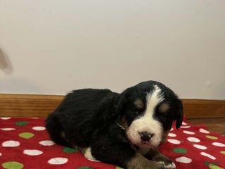 Bernese Mountain Dog dogs Berry - Ad 4
