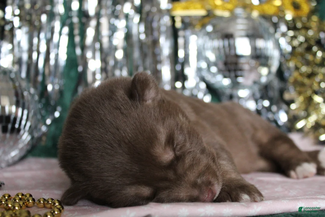 Gerberian Shepsky dogs for sale: 1 Pink - Ad 8