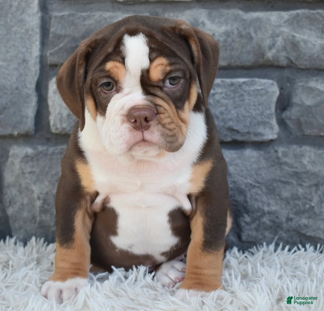 Beabull dogs for sale: Bonnie - Ad 4