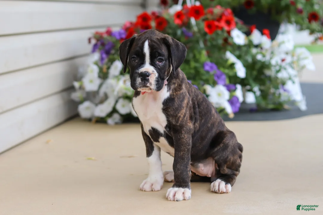 Boxer dogs for sale: Allie - Ad 2