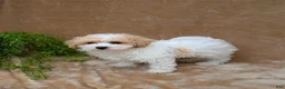 Bichpoo dogs for sale: Kylie  - Ad 2