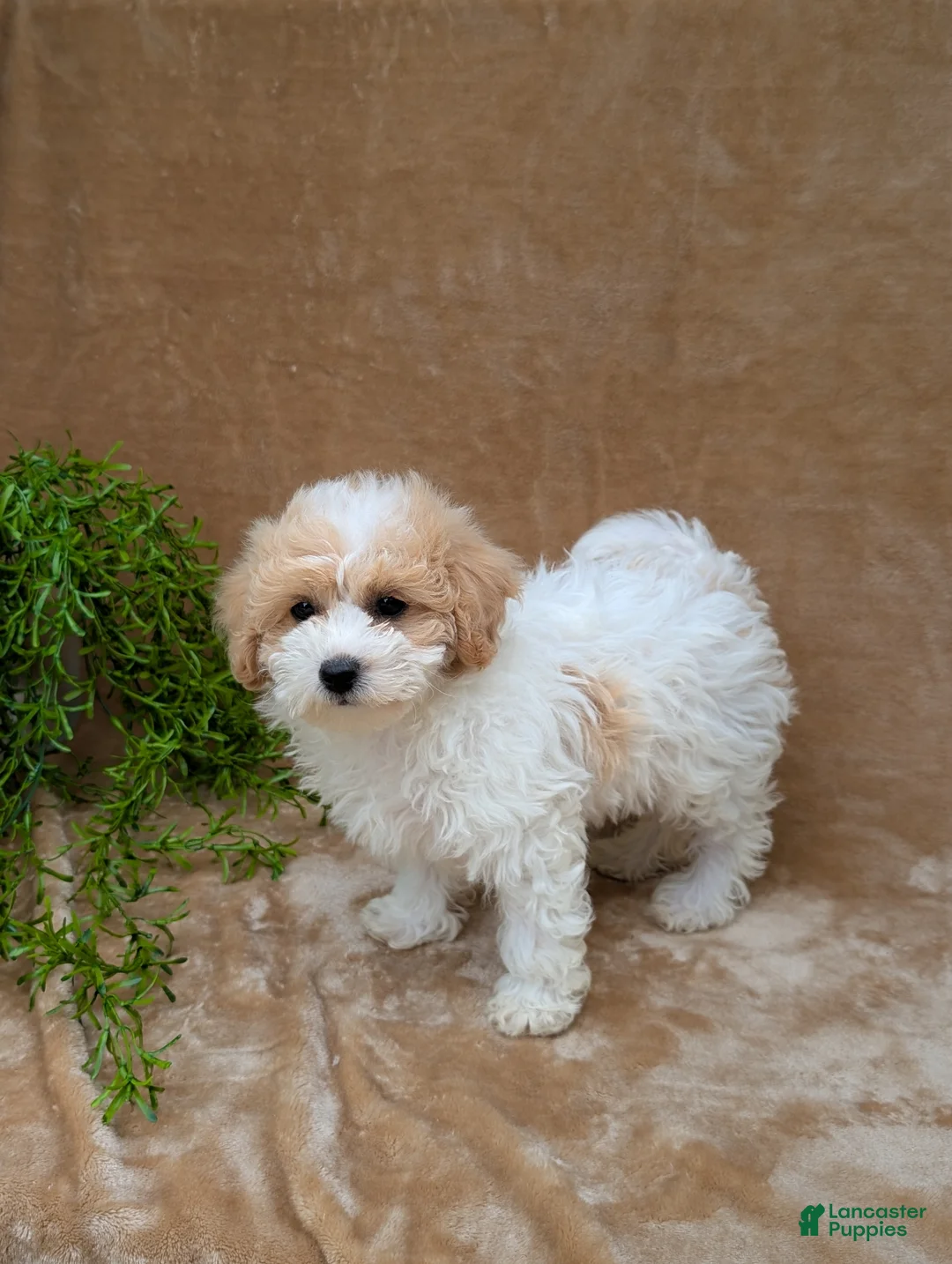 Bichpoo dogs for sale: Kylie  - Ad 2