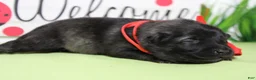 Keeshond dogs for sale: Costello  - Ad 2