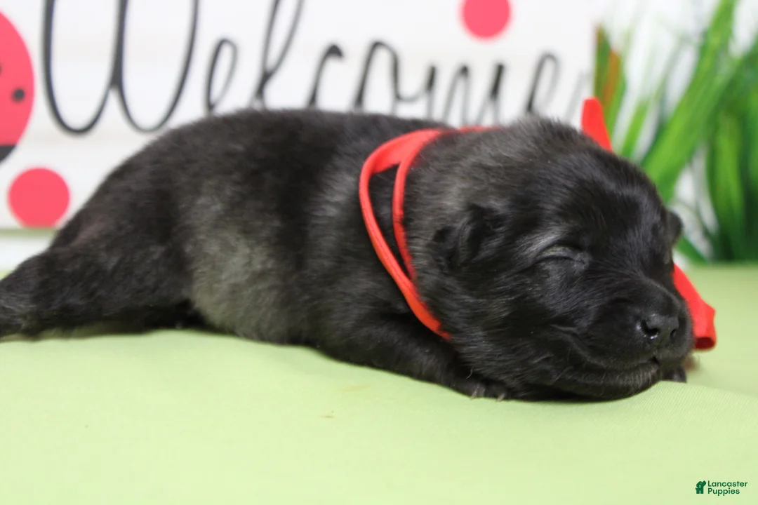Keeshond dogs for sale: Costello  - Ad 2