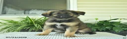 Mixed Breed dogs for sale: Raven  - Ad 3