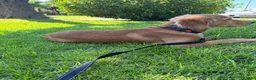 Golden Retriever dogs for sale: Golden Retriever 1 - Ad 2