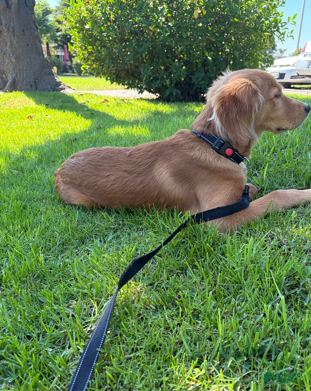 Golden Retriever dogs for sale: Golden Retriever 1 - Ad 2