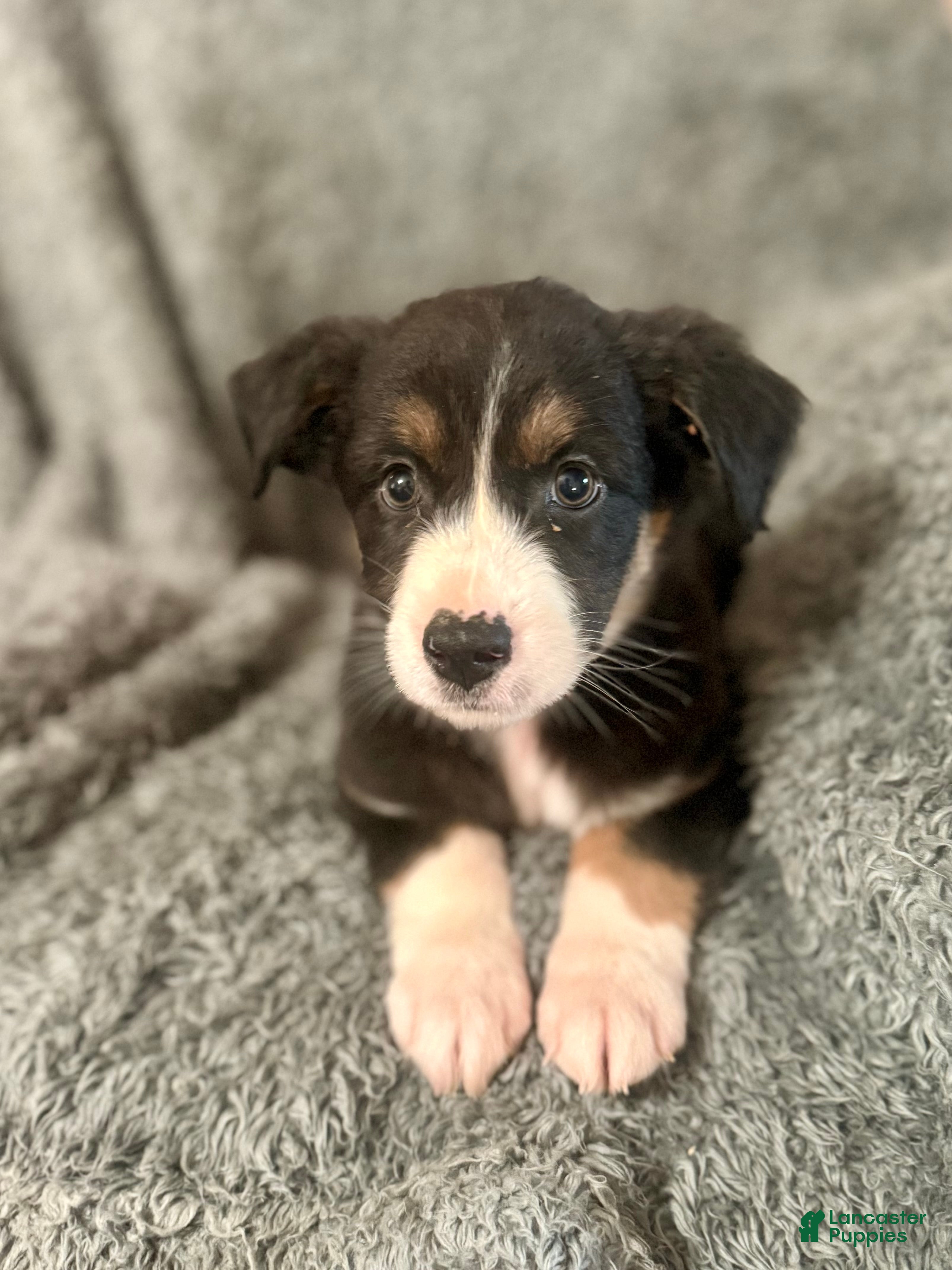 Australian Shepherd dogs Hermione - Ad 21