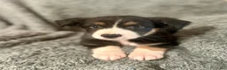 Australian Shepherd dogs for sale: Hermione - Ad 1