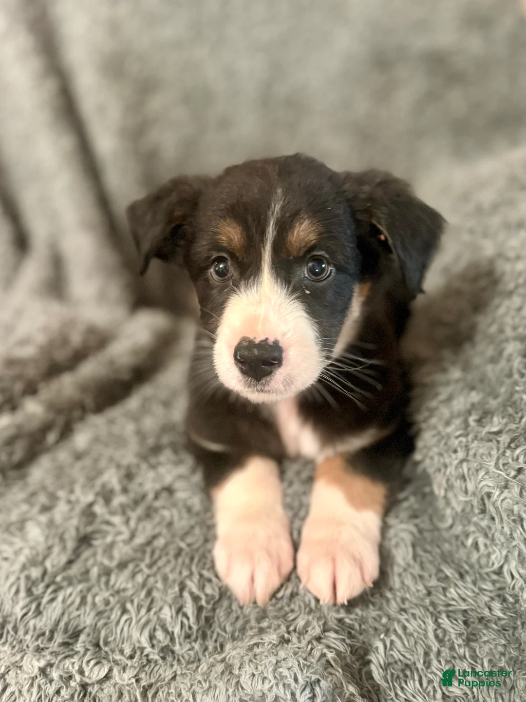 Australian Shepherd dogs for sale: Hermione - Ad 1