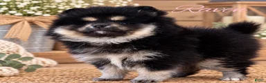 Pomeranian 2