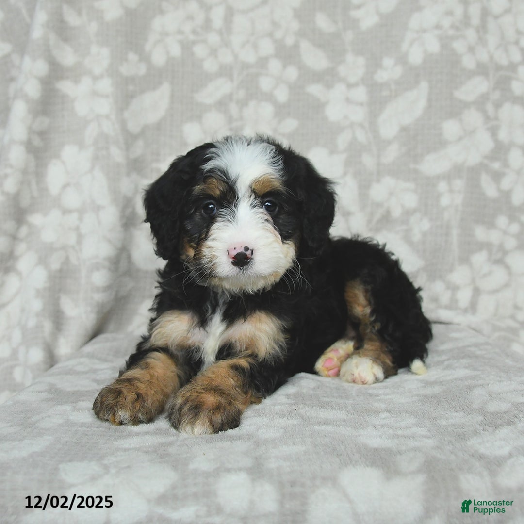 Mini Bernedoodle dogs for sale: Taffy - Ad 5