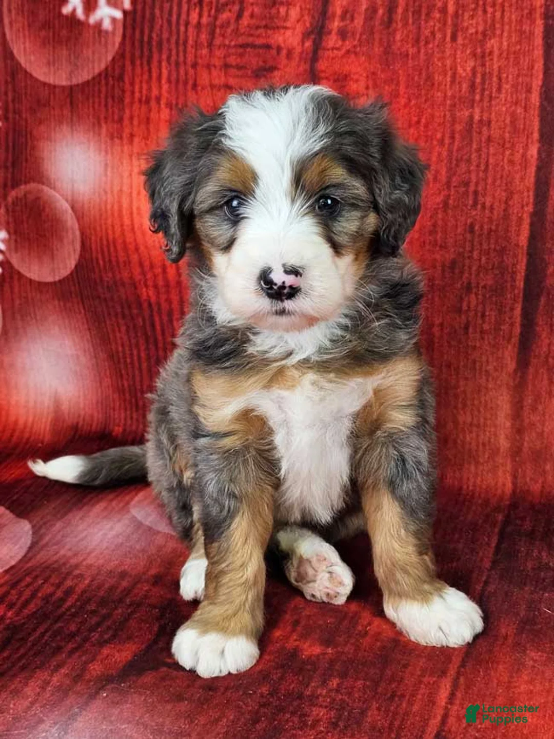 Mini Bernedoodle dogs for sale: Brinley - Ad 1