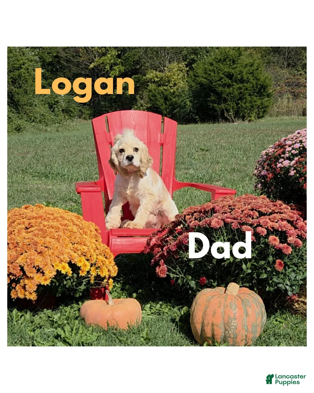 Cocker Spaniel dogs for sale: Jack of Hearts - Ad 4