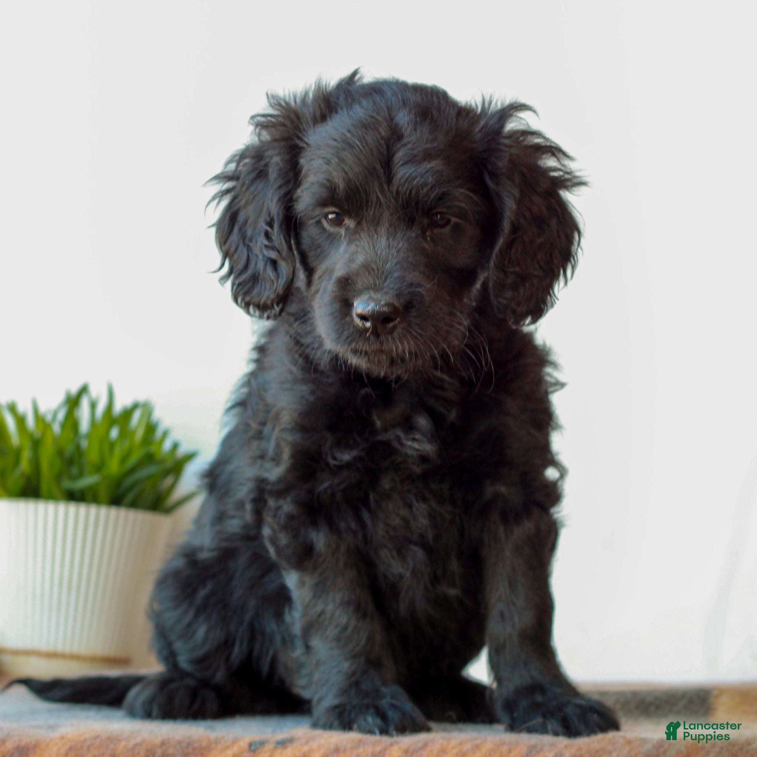 Mini Goldendoodle dogs for sale: Becca  - Ad 3