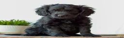 Mini Goldendoodle dogs for sale: Becca  - Ad 1
