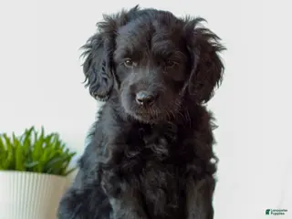 Mini Goldendoodle dogs for sale: Becca - Ad 3