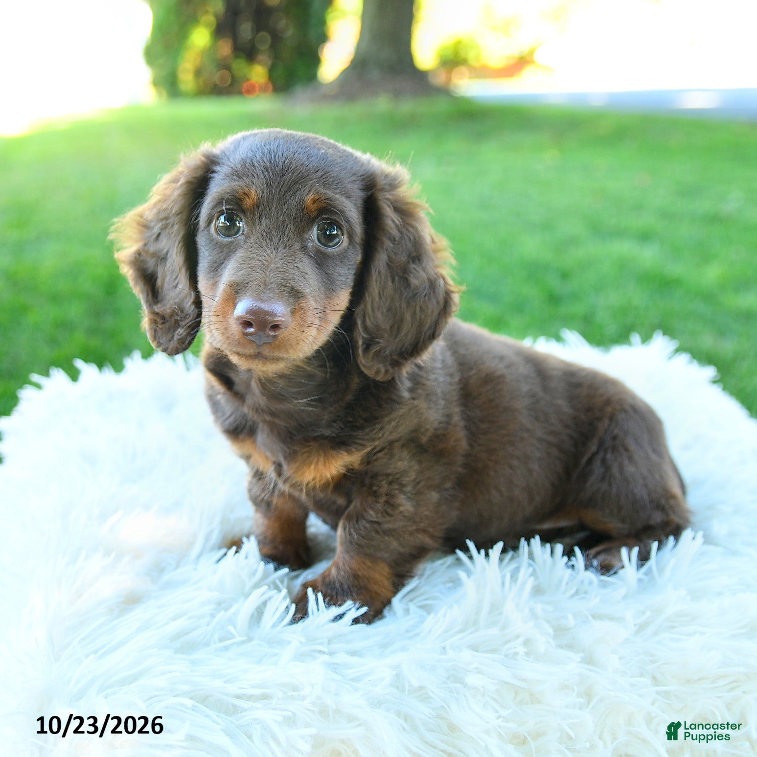 Miniature Dachshund dogs for sale: Brody - Ad 1