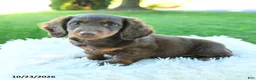 Miniature Dachshund dogs for sale: Brody - Ad 1