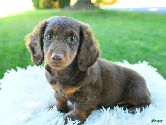 Miniature Dachshund dogs for sale: Brody - Ad 1