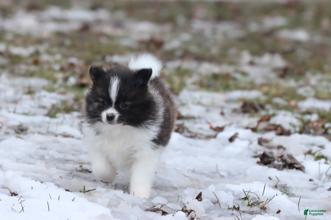 Pomeranian dogs for sale: Squirrel  - Ad 1