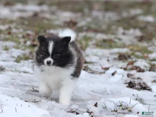 Pomeranian dogs Squirrel - Ad 30