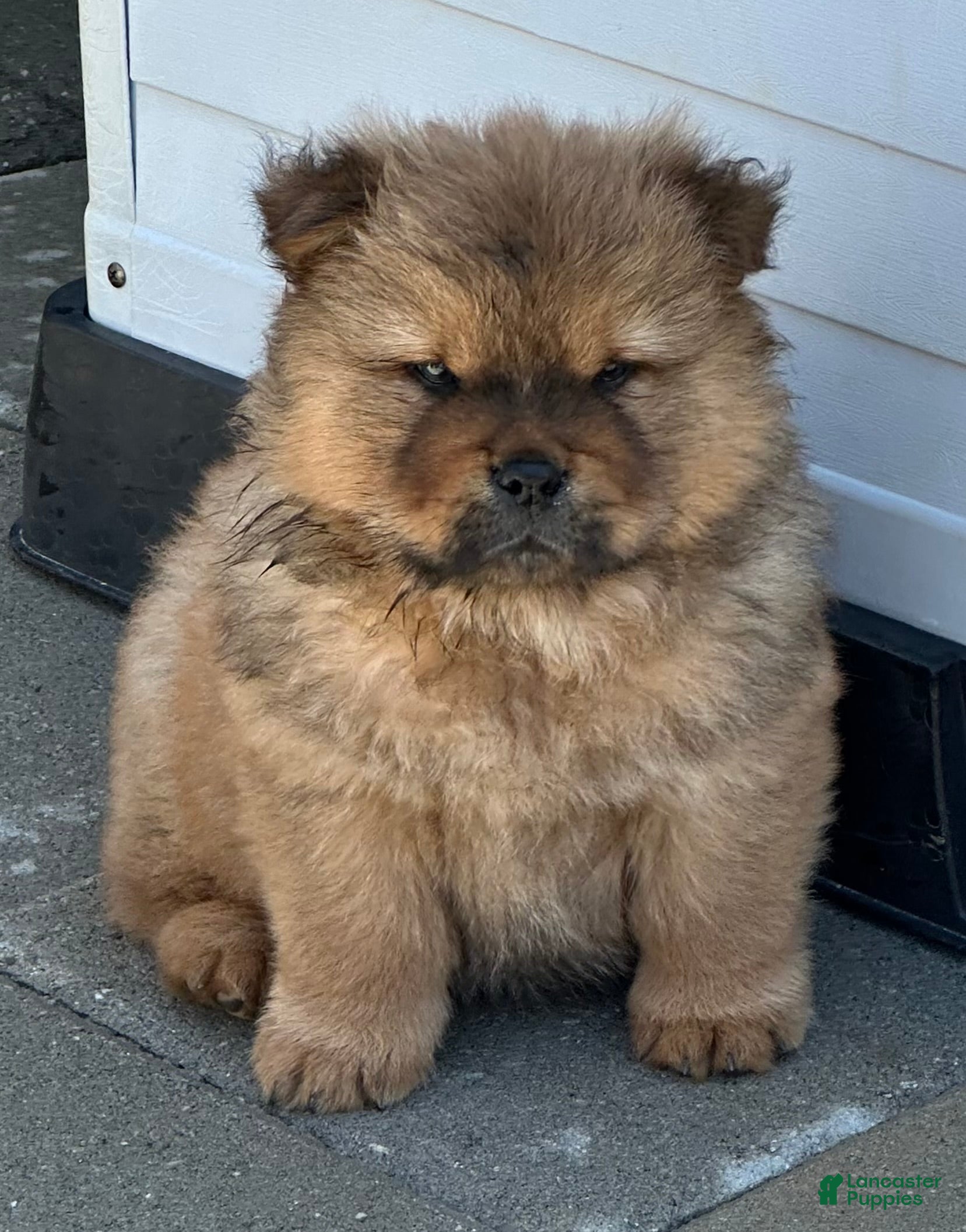 Chow Chow dogs Simba - Ad 12
