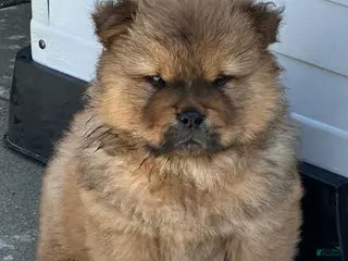 Chow Chow dogs Simba - Ad 9