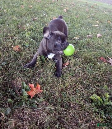 French Bulldog dogs Tommy - Ad 1
