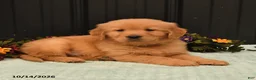 Golden Retriever dogs for sale: Benny - Ad 3
