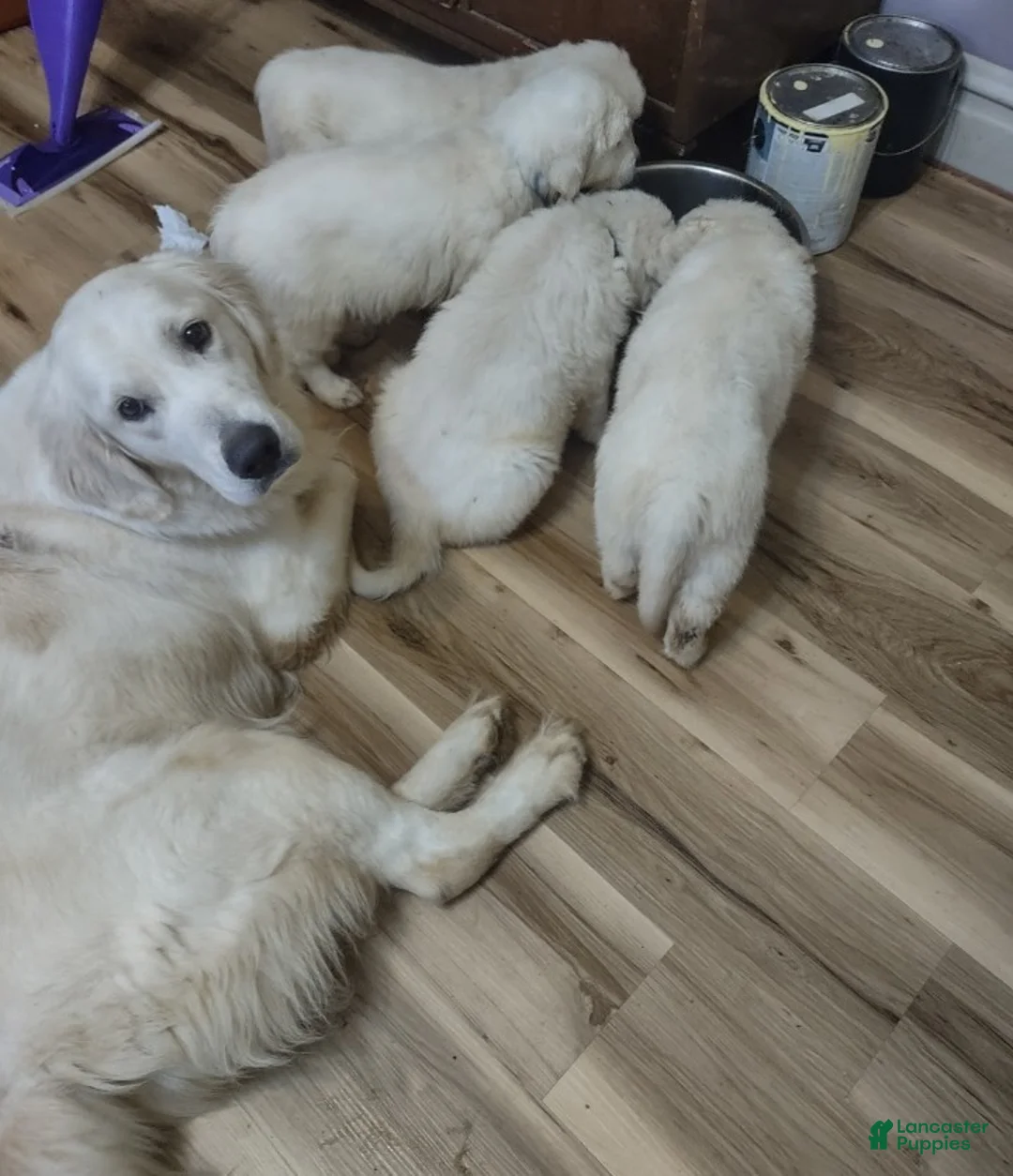 Golden Retriever dogs for sale: Golden Retriever Puppy 1 - Ad 4