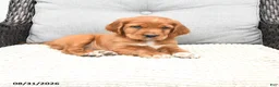 Mixed Breed dogs for sale: Rusty - Ad 3
