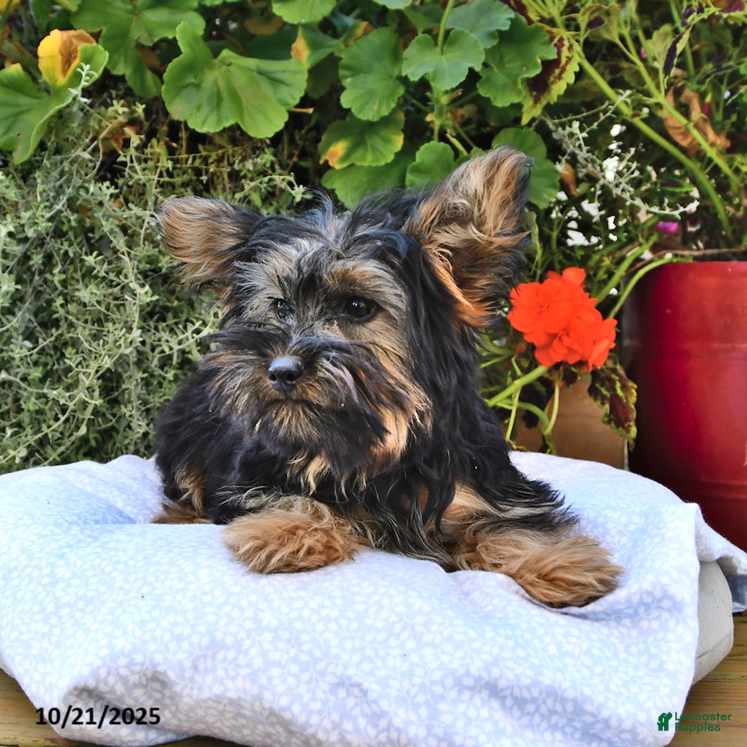 Yorkshire Terrier dogs for sale: Anthony - Ad 9