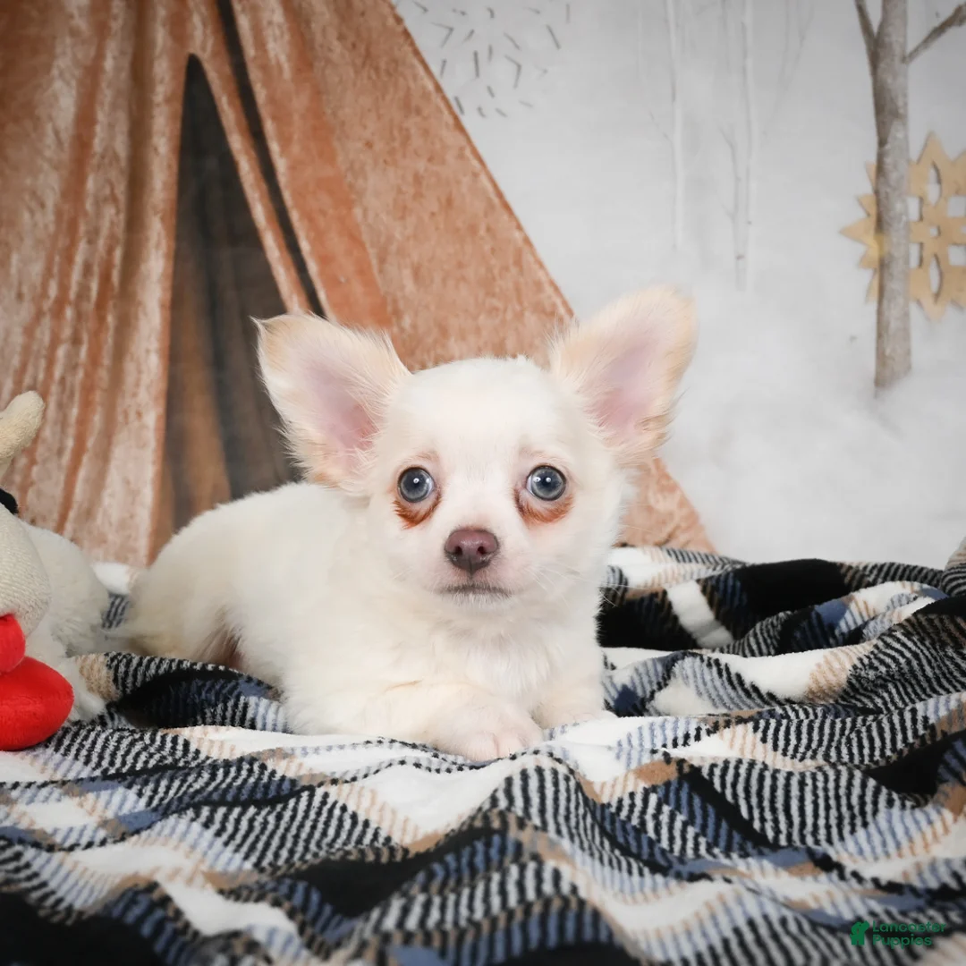 Chihuahua dogs for sale: Max - Ad 2