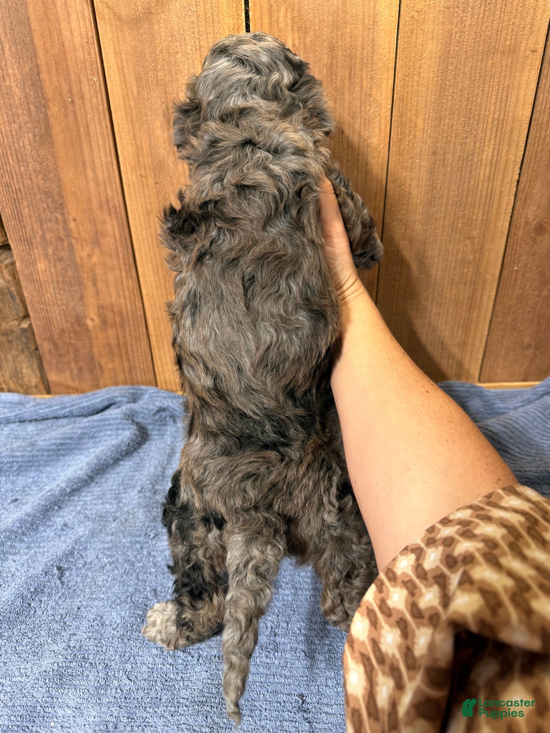 Mixed Breed dogs for sale: Medium F1b Bernedoodle - Summer - Ad 4