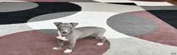 Italian Greyhound dogs for sale: Dannie - Ad 3