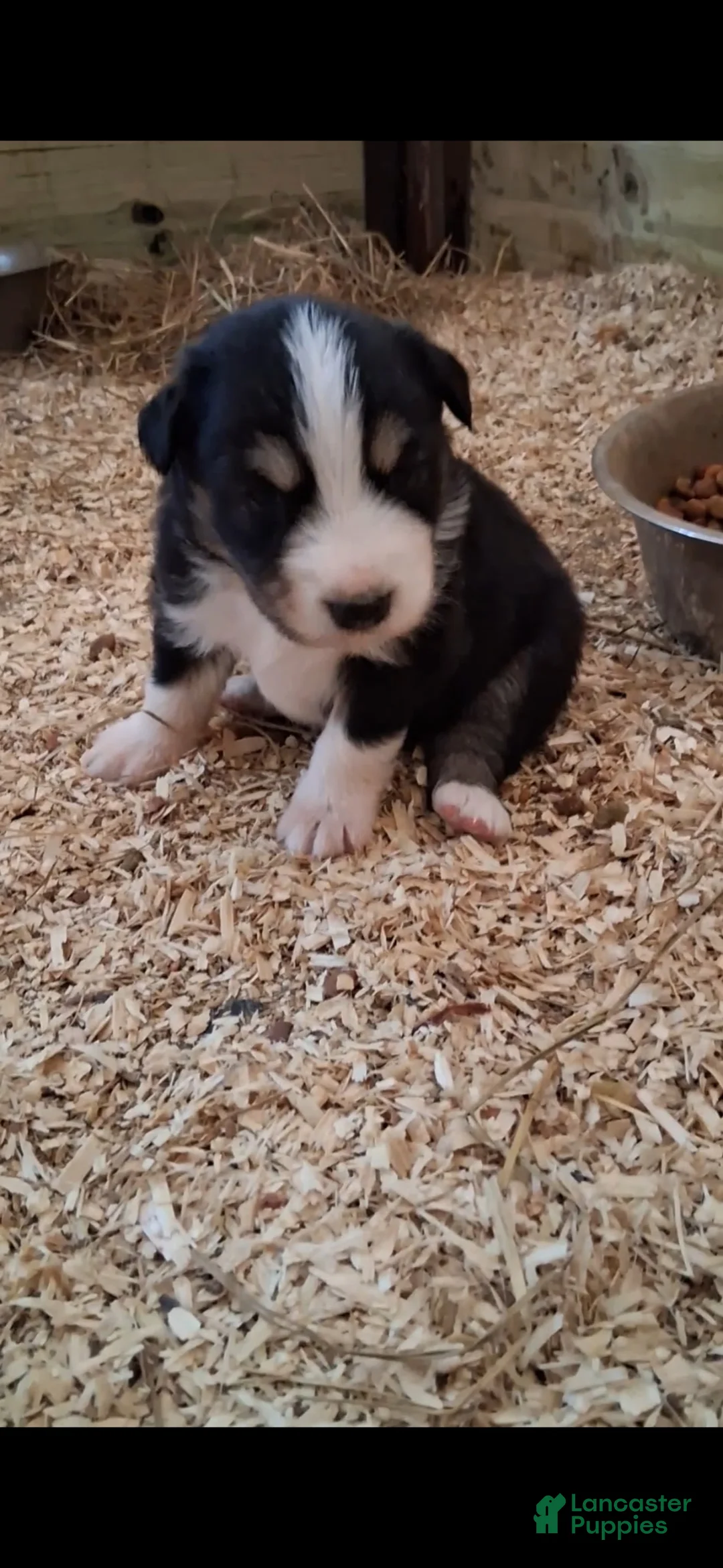 Australian Shepherd dogs for sale: Junior - Ad 6