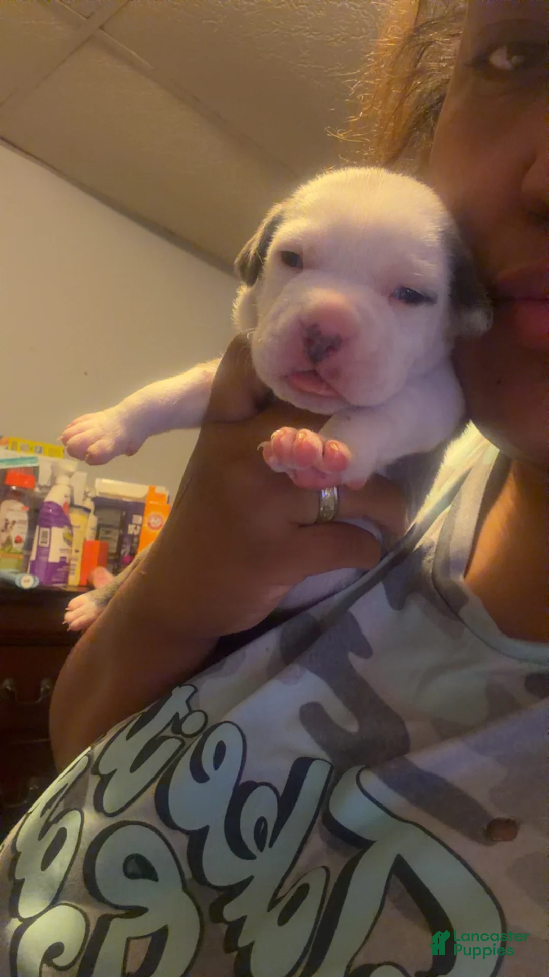 American Staffordshire Terrier dogs for sale: American Staffordshire Terrier 4 - Ad 2