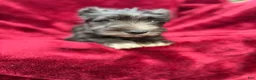 Miniature Schnauzer dogs for sale: Miniature Schnauzer 3 - Ad 3