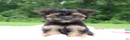 Morkie dogs for sale: Pepper - Ad 3