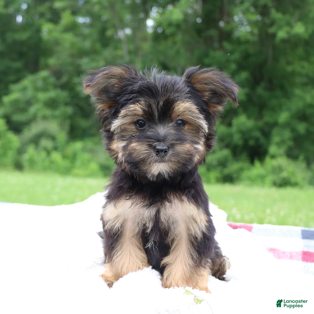 Morkie dogs for sale: Pepper - Ad 6