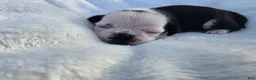 Pug dogs for sale: Female panda pug puppy - Ad 4