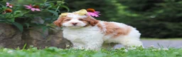 Mini Bernedoodle dogs for sale: Rain - Ad 4
