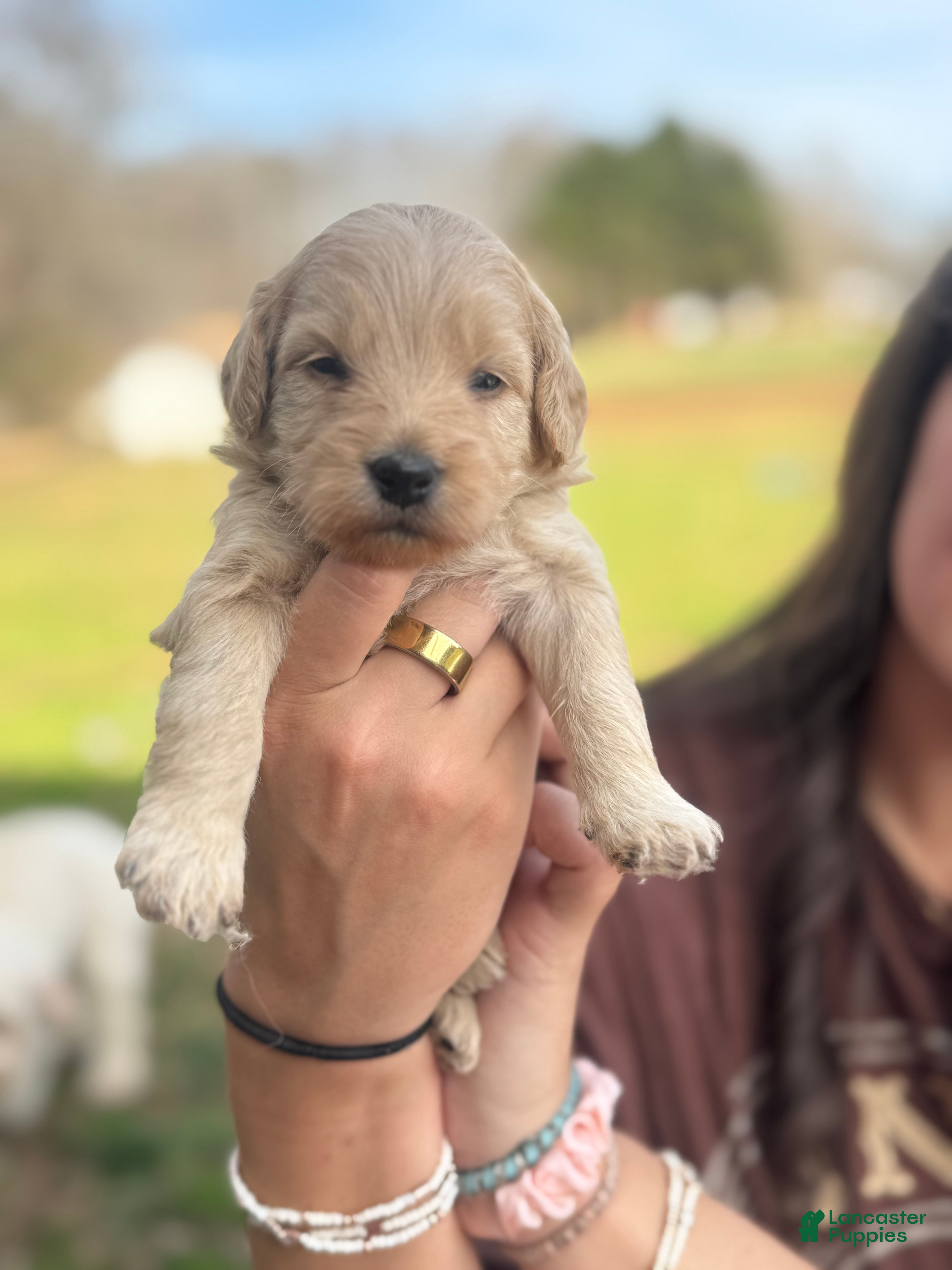 Mini Goldendoodle dogs Mini Goldendoodle Puppy 6 - Ad 20