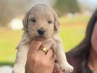 Mini Goldendoodle dogs Mini Goldendoodle Puppy 6 - Ad 20
